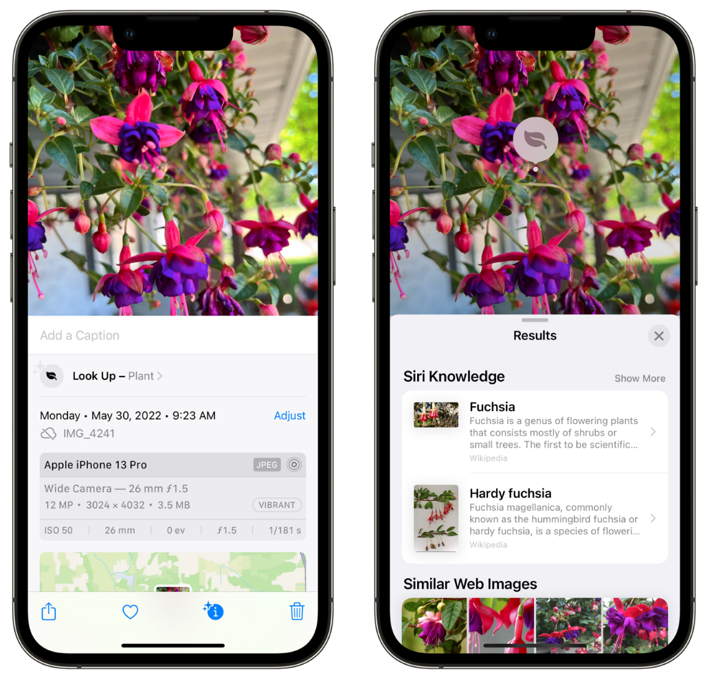 秀英苹果手机维修分享小技巧：使用 iPhone 相机识别花卉植物 